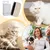 Zoomtopia Brosse Anti Perte de Poils pour Chien et Chat