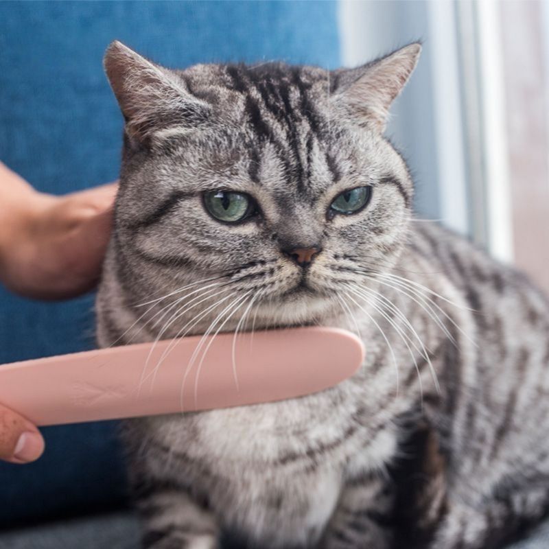 Zoomtopia Peigne à barbe pour chat