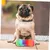 Pawzy Jouet à Interactif pour Chiens