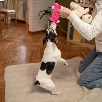 Pawzy Jouet en Peluche Cochon pour Chien - Antistress et Résistant