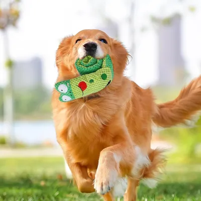 Pawzy Peluche couineuse pour chiot