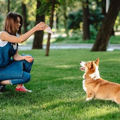 Pawzy Jouet couineur alimentaire pour chien
