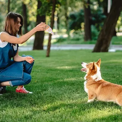 Pawzy Jouet couineur alimentaire pour chien