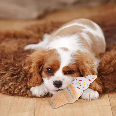 Pawzy Jouet couineur alimentaire pour chien