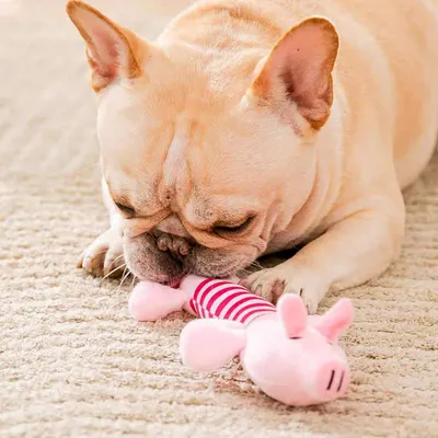 Pawzy 3 peluches couineuses pour chien