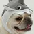 Pawzy Chapeau requin pour chien Taille grande Pawzy Chapeau requin pour chien Taille grande