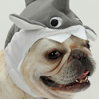 Pawzy Chapeau requin pour chien Taille grande Pawzy Chapeau requin pour chien Taille grande