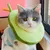 Zoomtopia Collier de récupération pour chat
