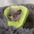Zoomtopia Collier de récupération pour chat