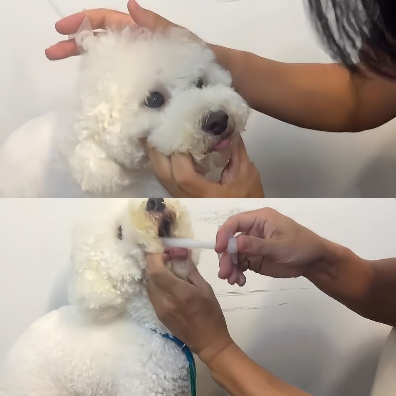 Zoomtopia Distributeur de médicaments pour animaux de compagnie