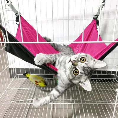 Zoomtopia Hamac suspendu pour chat et chiot