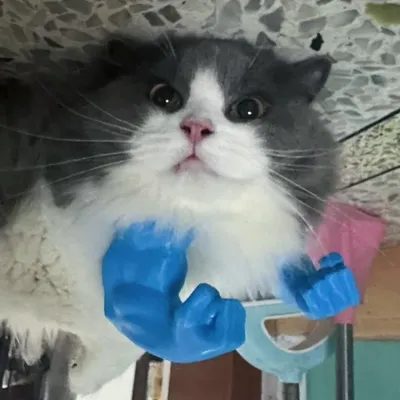Pawzy Déguisement "Muscles" 3D pour Chat