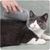 Pawzy Grattoir avec herbe à chat intégrée - Fixation facile