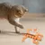 Pawzy Jouet interactif lézard pour chats