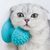 Pawzy Grattoir & Brosse Autonettoyant pour Chat