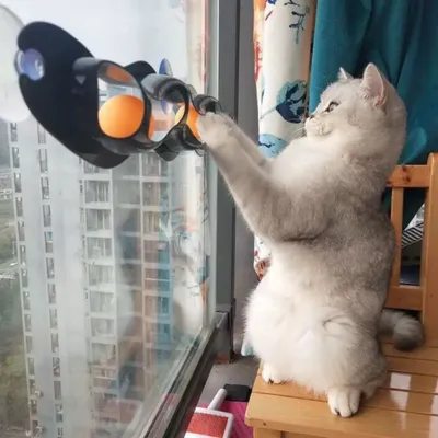 Pawzy Piste à boules ventousée pour chat