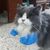 Pawzy Déguisement "Muscles" 4D pour Chat