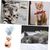 Pawzy Jouet interactif chat : Teaser à plumes pour chatons