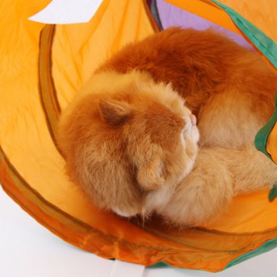 Pawzy Tunnel en forme de L : Jouet intérieur, trou de cachette