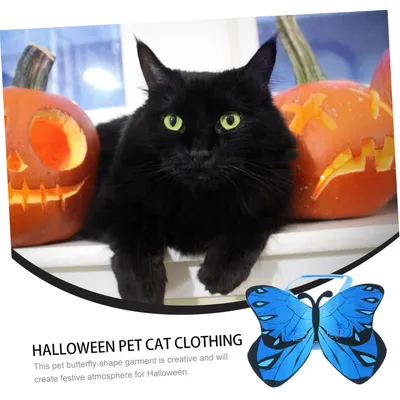 Pawzy Costume chat Halloween