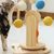 Pawzy Grattoir rotatif avec balles pour chat