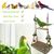 Pawzy Balançoire en jonc de mer pour petits oiseaux