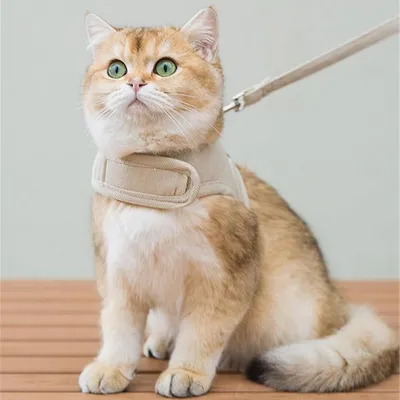 Zoomtopia Ensemble de harnais et de sangle pour lapins