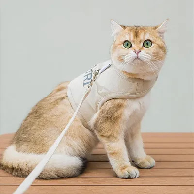 Zoomtopia Ensemble de harnais et de sangle pour lapins