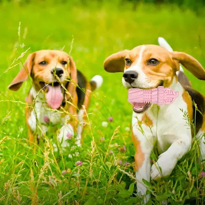 Pawzy Jouet à mâcher TPR pour chien - Nettoyage dentaire