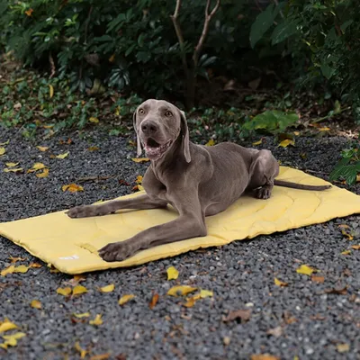 Pawzy Lit de voyage pour chien - Pliable et doux, brun