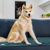 Pawzy Lit de voyage pour chien - Pliable et doux, brun