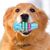 Pawzy Juguetes Dentales para Cachorros