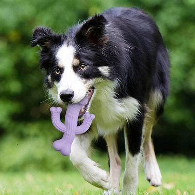 Pawzy Jouet Cactus Durable pour Gros Mâcheurs