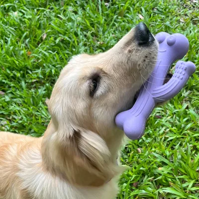 Pawzy Jouet Cactus Durable pour Gros Mâcheurs