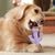 Pawzy Jouet Cactus Durable pour Gros Mâcheurs