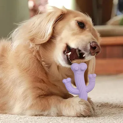 Pawzy Jouet Cactus Durable pour Gros Mâcheurs