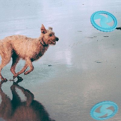 Pawzy Jouet en silicone à mâcher pour chien