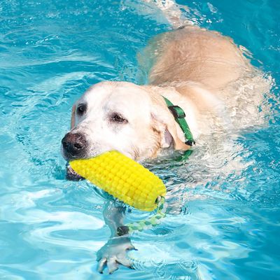 Pawzy Jouet indestructible pour chien - Nettoyage des dents