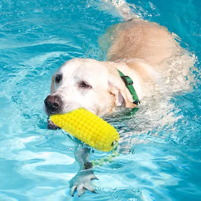 Pawzy Jouet indestructible pour chien - Nettoyage des dents