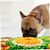 Pawzy Tapis de reniflage pour chien - Lavable et antidérapant