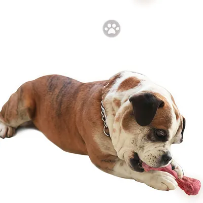 Pawzy Jouet à Mâcher Solide pour Grand Chien