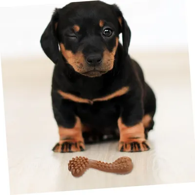 Pawzy Jouet à mâcher interactif pour chien