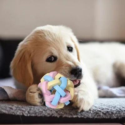 Pawzy Lot de 3 jouets colorés pour chien (Taille S/M/L)