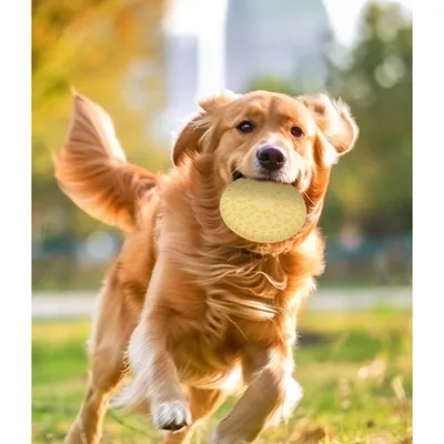 Pawzy Disco volador para perros - Duradero y portátil (Amarillo)