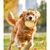 Pawzy Disque Volant pour Chien - Résistant, Portable (Jaune)