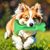 Pawzy Os dentaire en caoutchouc TPR pour chien - Indestructible