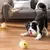 Pawzy Jouets chiens solides - Anti-destruction & interactifs