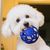 Pawzy Balle creuse interactive pour chien