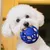 Pawzy Balle creuse interactive pour chien