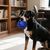 Pawzy Balle creuse interactive pour chien